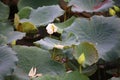 Lotus plant with a flower and buds