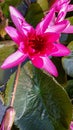 Lotus plant in middle of the pond from topside view