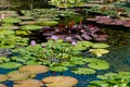 Lotus plant and water lily in pond in temple garden