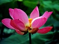 Pink Lotus Flower in the pond