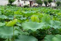 Lotus plants decorate Moon Pond in Hongcun