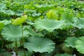 Lotus plants fill acquatic gardens like Moon Pond in Hongcun