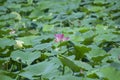 Lotus Plants and Flower in the Pond Royalty Free Stock Photo