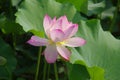 Lotus, plants, fresh, beautiful Royalty Free Stock Photo