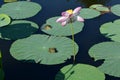 Lotus plants frogs