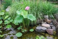 Lotus plants in garden