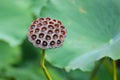 Lotus Pod Royalty Free Stock Photo
