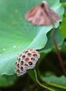 Lotus Pod Royalty Free Stock Photo