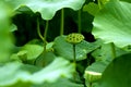 Lotus pod