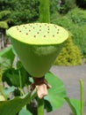Lotus pod Royalty Free Stock Photo