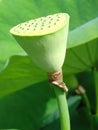 Lotus pod Royalty Free Stock Photo