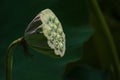 Lotus pod Royalty Free Stock Photo