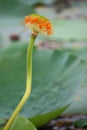 Lotus pods on flower peduncle