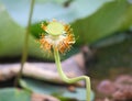 Lotus pods on flower peduncle