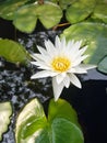 Lotus in the pond