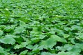 Lotus Pond