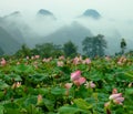 Lotus Pond