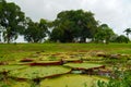 Lotus pond around gunpowder storage in Fort Nieuw Amsterdam, Marienburg, Suriname Royalty Free Stock Photo
