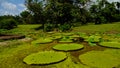 Lotus pond around gunpowder storage in Fort Nieuw Amsterdam, Marienburg, Suriname Royalty Free Stock Photo