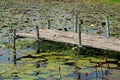 Lotus Pond with a Bamboo Dock in the Countryside of Central Thailand Royalty Free Stock Photo