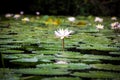 A lotus surround by lotus leaves Royalty Free Stock Photo
