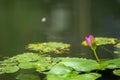 Lotus in pond Royalty Free Stock Photo