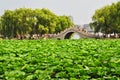 Lotus pond, city park, Changchun, China Royalty Free Stock Photo