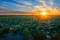 The lotus pond and cloudscape sunrise