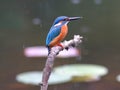 The lotus pond in Common Kingfisher