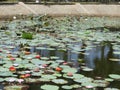Lotus pond with lotus flowers Royalty Free Stock Photo