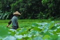 Lotus pond farmer