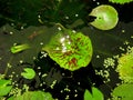 In lotus pond -Fish guppy