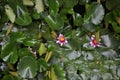 Lotus flowers on green lily pads