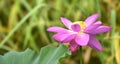 The lotus pond