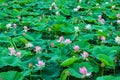 Lotus pond, lotus flowers. Royalty Free Stock Photo