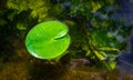 Lotus pond. Green fresh leaf plant with drop dew in garden lake with water reflection. Abstract macro nature background Royalty Free Stock Photo