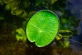 Lotus pond. Green fresh leaf plant with drop dew in garden lake with water reflection. Abstract macro nature background Royalty Free Stock Photo