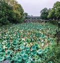 The lotus pond in Jinshan Temple, Zhenjiang City