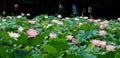 Lotus pond landscape