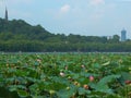 Lotus pond landscape Royalty Free Stock Photo