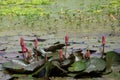 Lotus pond landscape with beautiful pink lotus buds in outdoor pond. Royalty Free Stock Photo