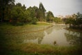 Lotus pond landscape Royalty Free Stock Photo