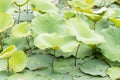 Lotus pond with lotus leaf and flower Royalty Free Stock Photo