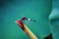 Lotus pond leaves, dragonflies in the lotus leaves above the branches to stay, natural scenery