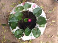 Lotus pond made from old tire