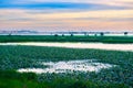 The lotus pond and mist