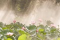 Lotus pond in the misty morning