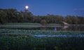 Lotus pond at night Royalty Free Stock Photo