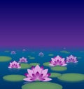 Lotus pond at night