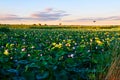 The lotus pond